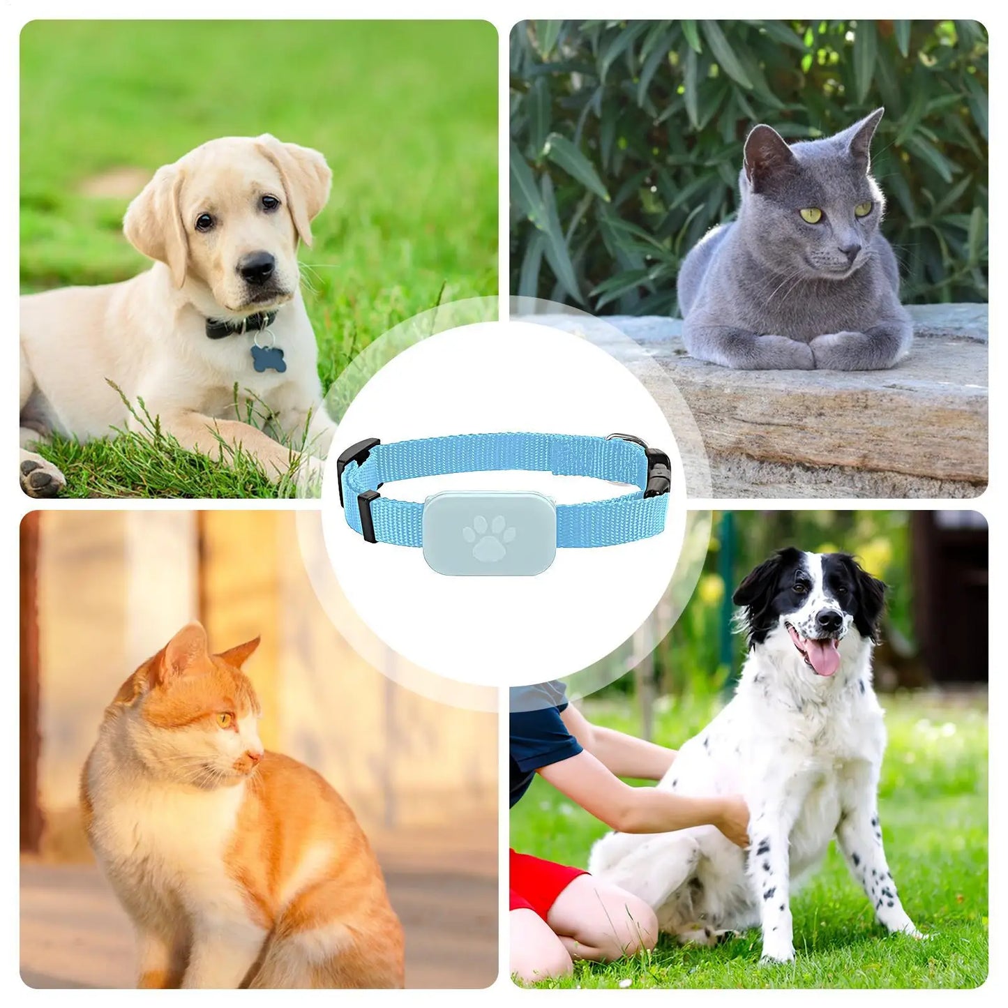 Pet GPS Collar