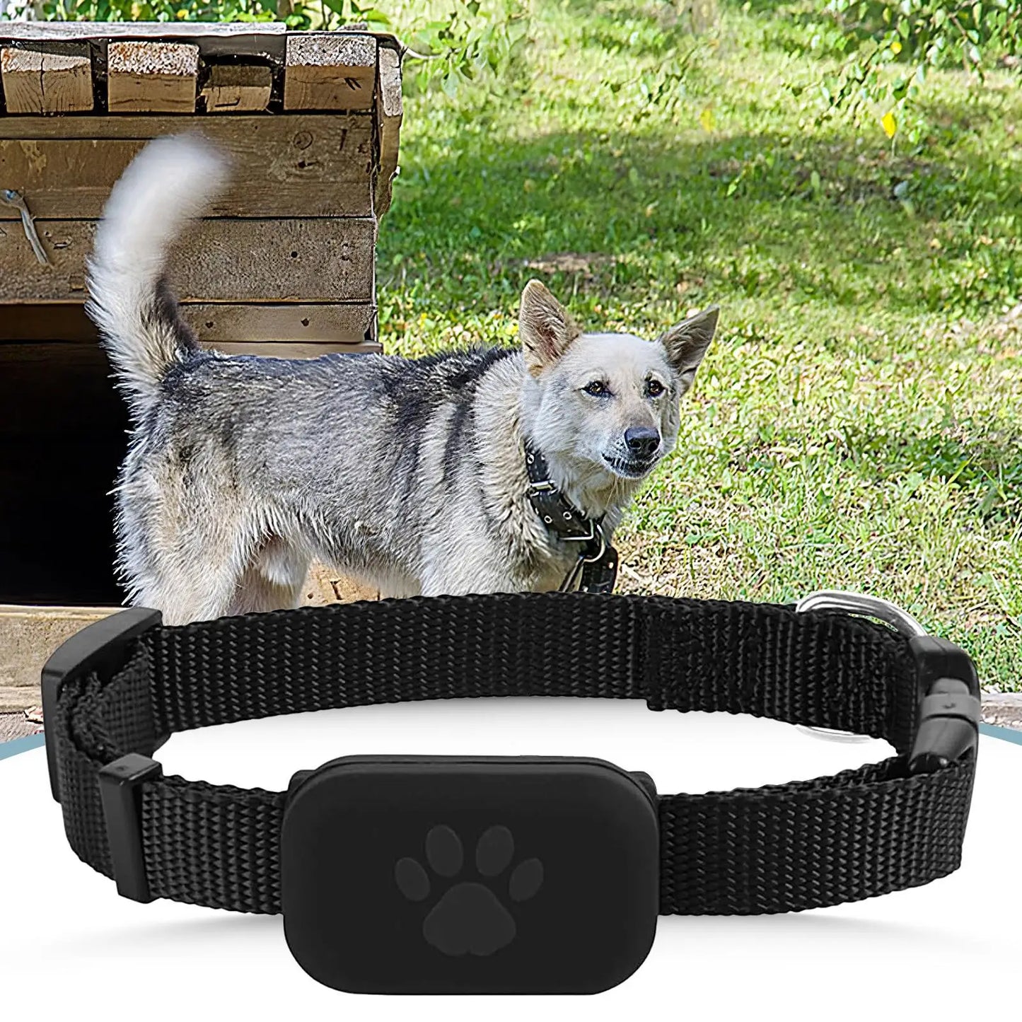 Pet GPS Collar
