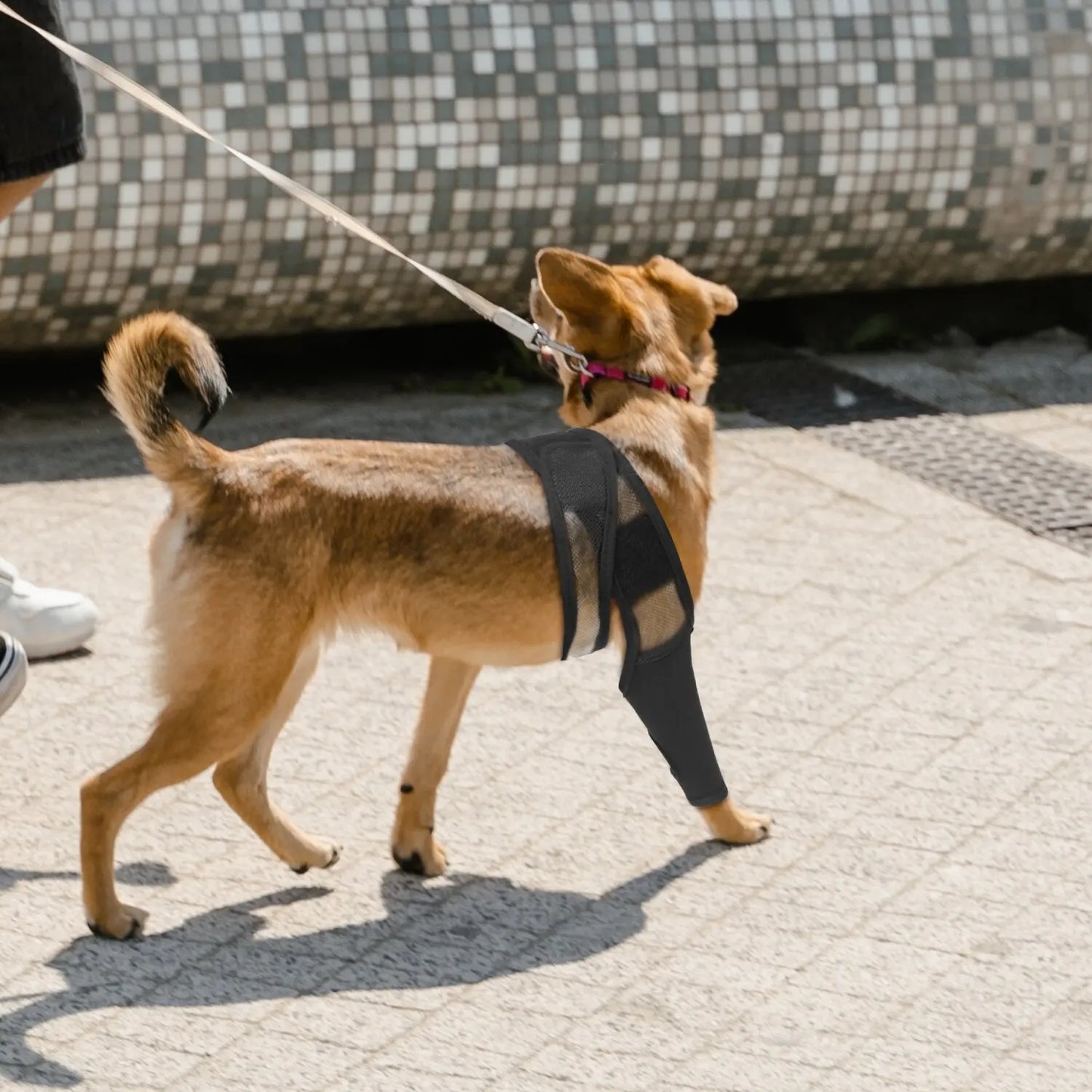 Pet Dog Knee Brace For Joint Pain