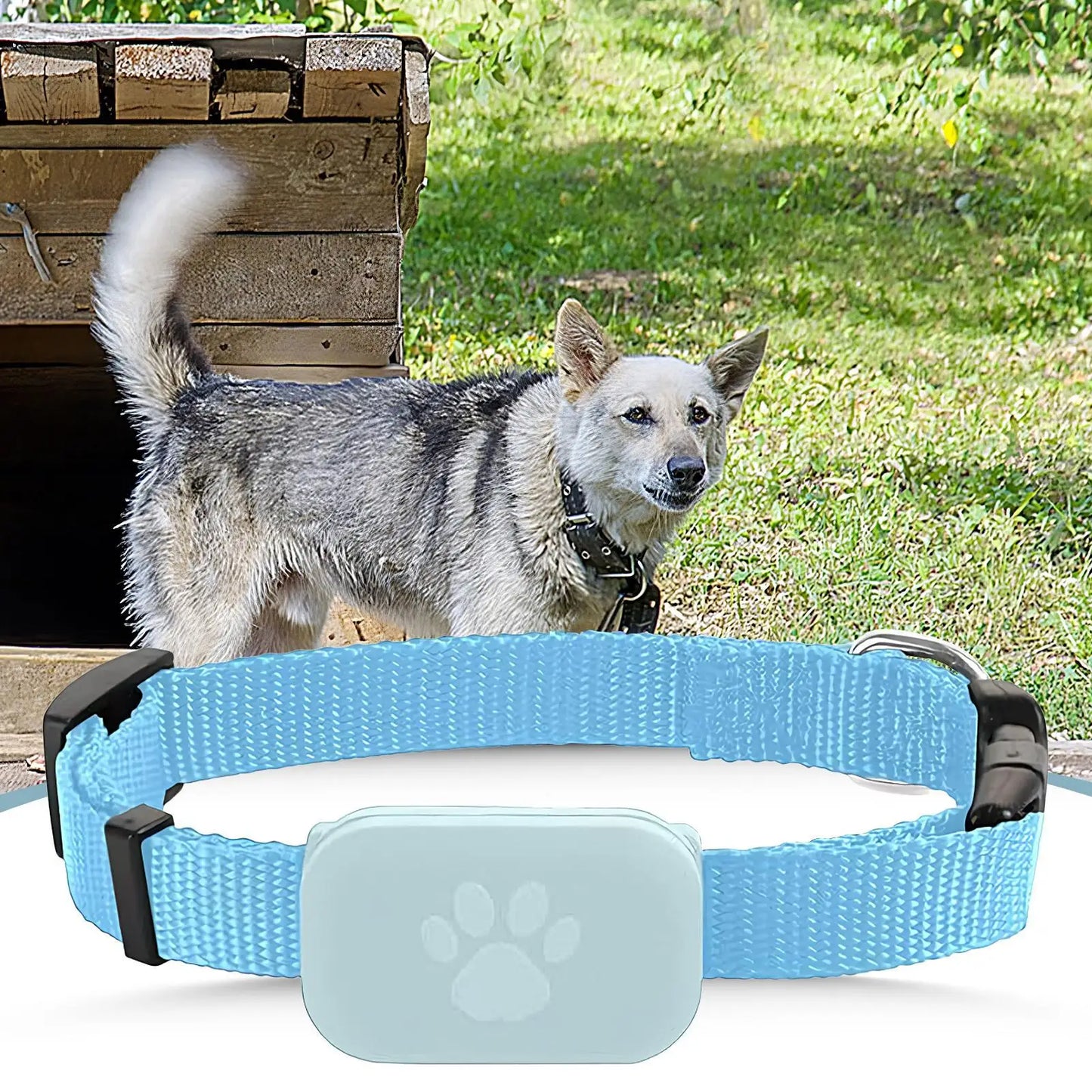 Pet GPS Collar