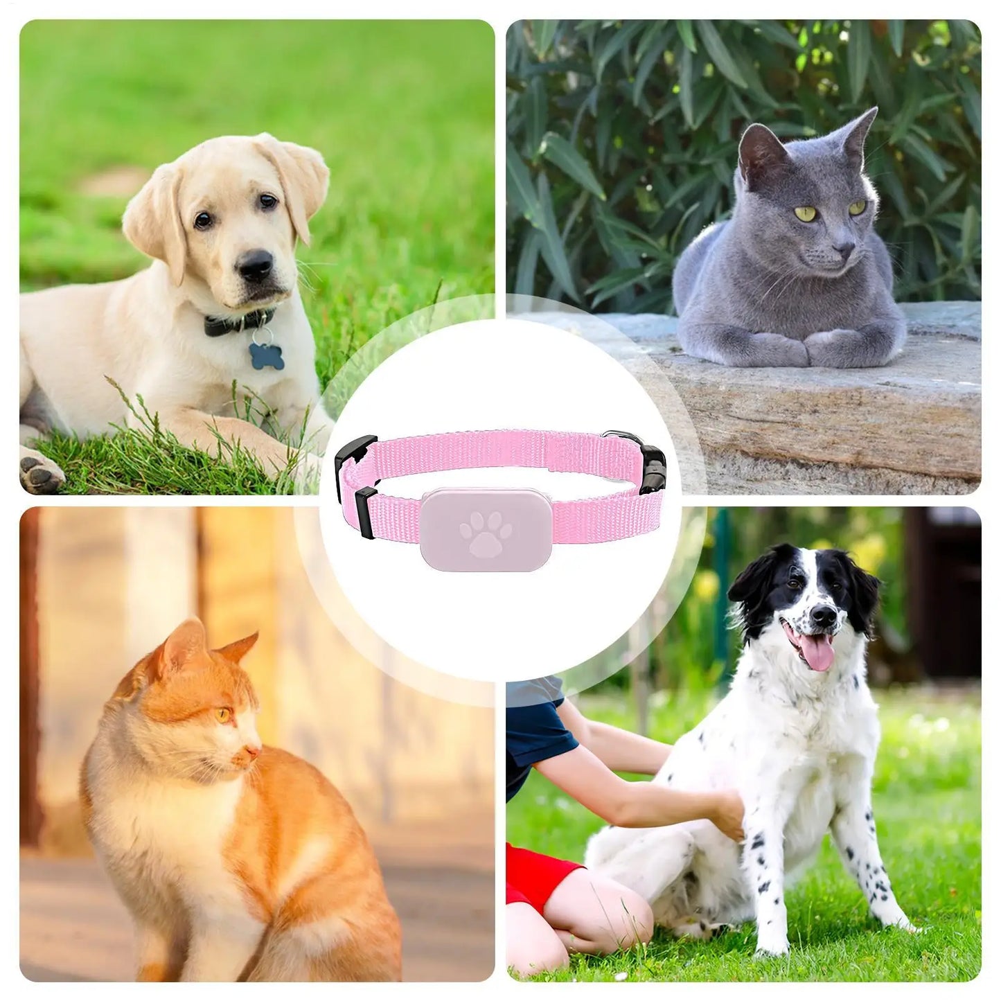 Pet GPS Collar